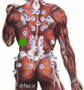 حجامت طحال حجامت های ناحیه تنه