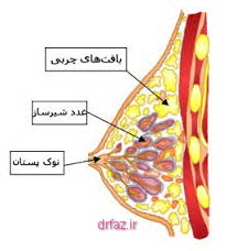 دوشیدن شیر مادر