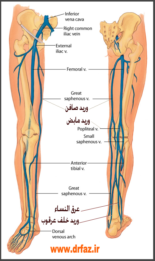 عروق قابل فصد