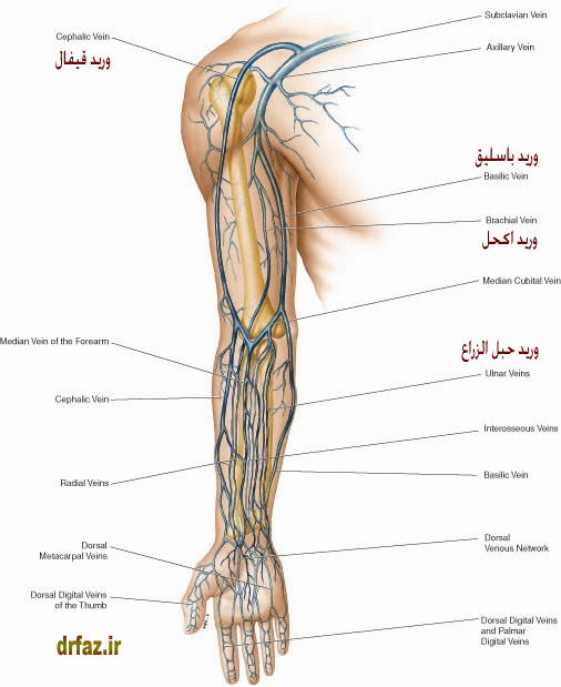 عروق قابل فصد